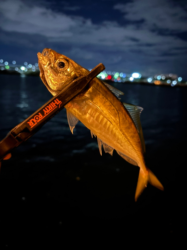 マアジの釣果