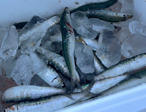 イワシの釣果