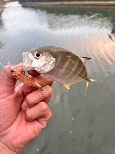 メッキの釣果