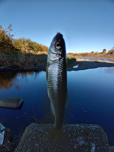 オイカワの釣果