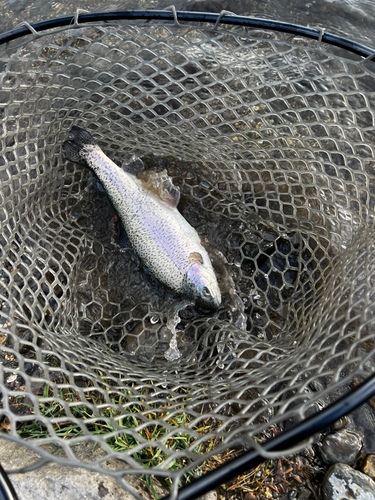 トラウトの釣果