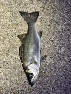 セイゴ（マルスズキ）の釣果