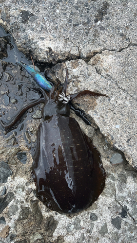 アオリイカの釣果