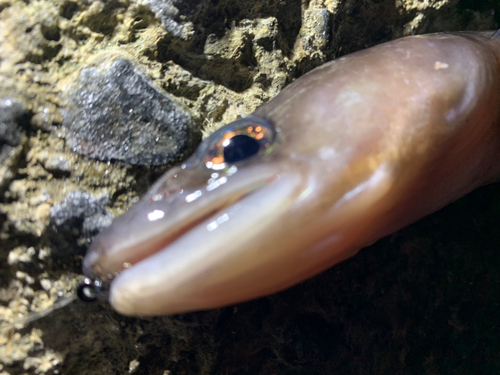 アナゴの釣果