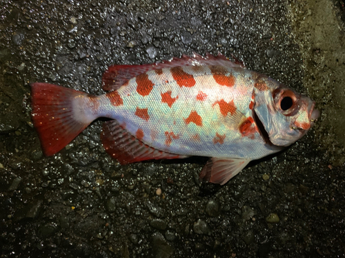 ゴマヒレキントキの釣果