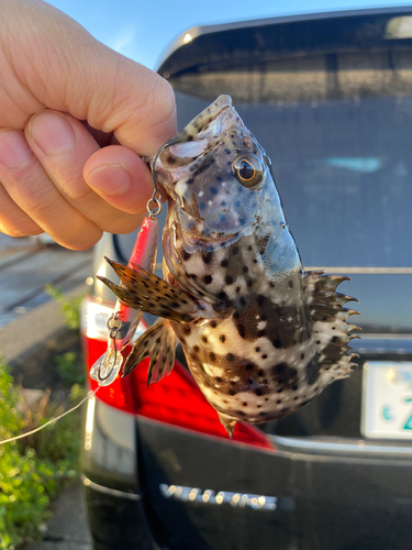 チャイロマルハタの釣果