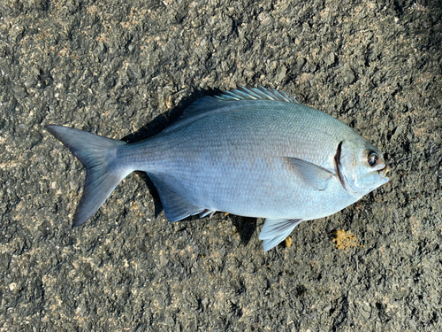 イスズミの釣果