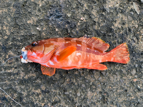 アカハタの釣果