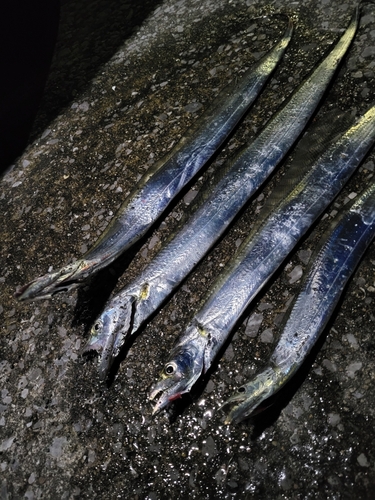 タチウオの釣果