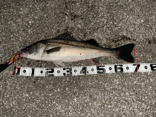 シーバスの釣果