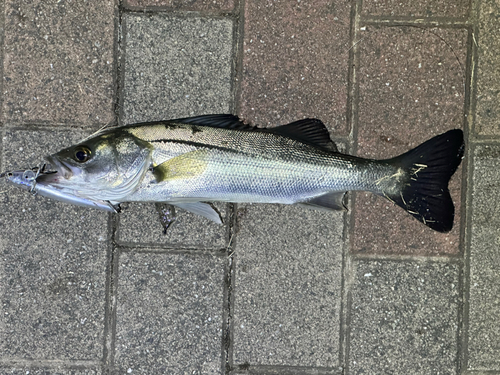 シーバスの釣果