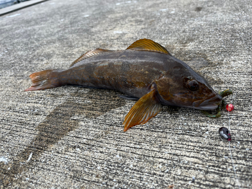 アイナメの釣果