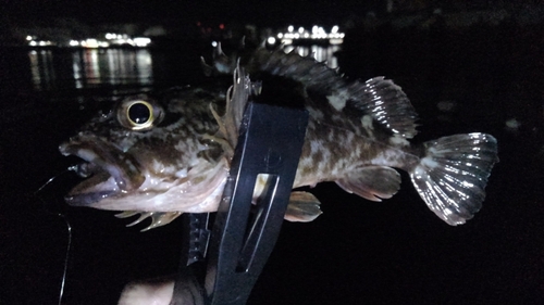 ガシラの釣果