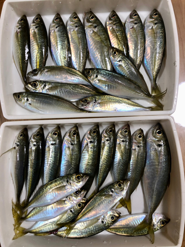 アジの釣果