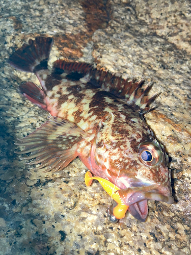 カサゴの釣果