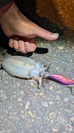 シリヤケイカの釣果