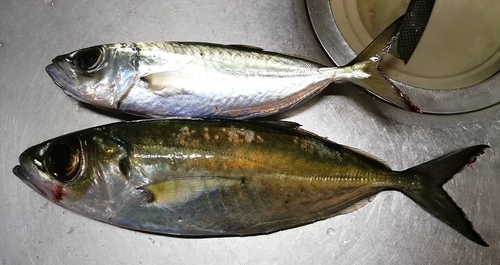 メアジの釣果