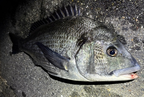 チヌの釣果