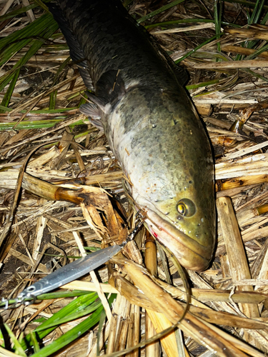 ライギョの釣果