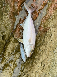 ヒラマサの釣果