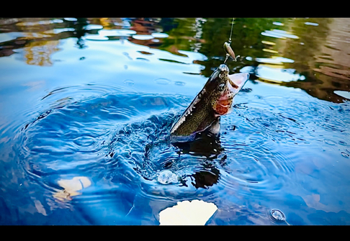 ニジマスの釣果