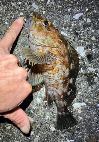 カサゴの釣果