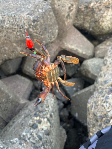 カニの釣果