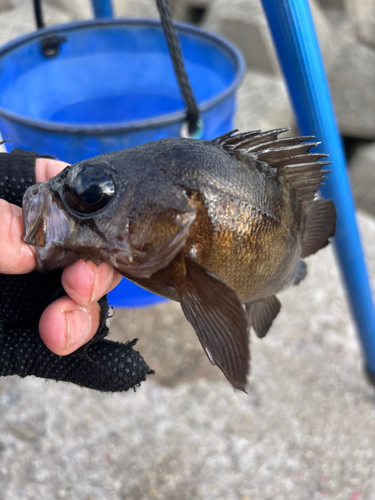 メバルの釣果