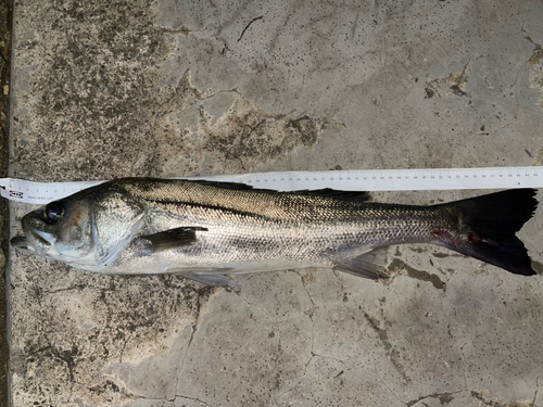 スズキの釣果