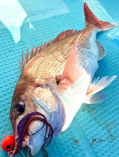 マダイの釣果