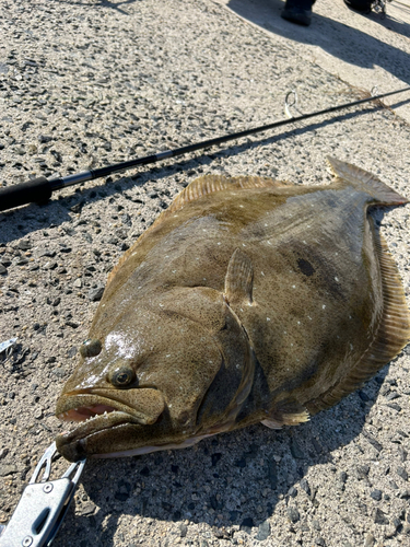 ヒラメの釣果