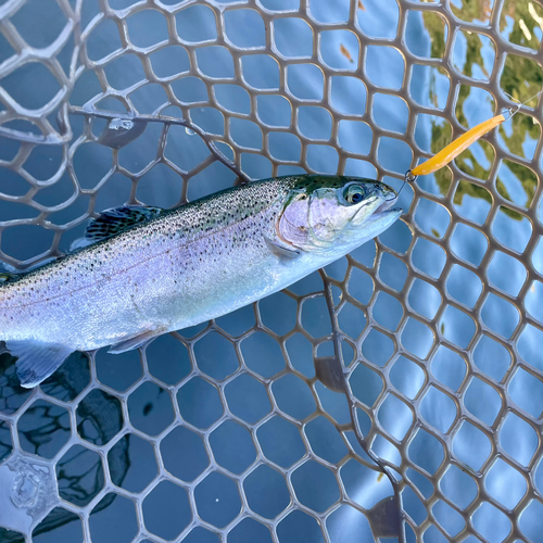 ニジマスの釣果