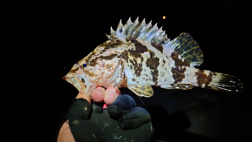 タケノコメバルの釣果