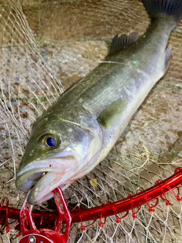 フッコ（マルスズキ）の釣果