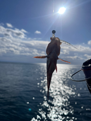 アナハゼの釣果