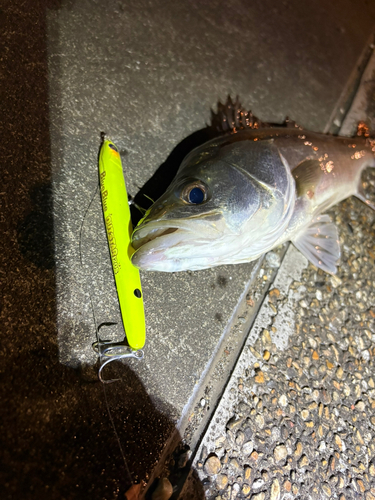 シーバスの釣果