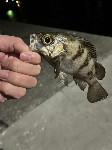 メバルの釣果