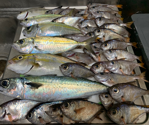 ミナミハタンポの釣果