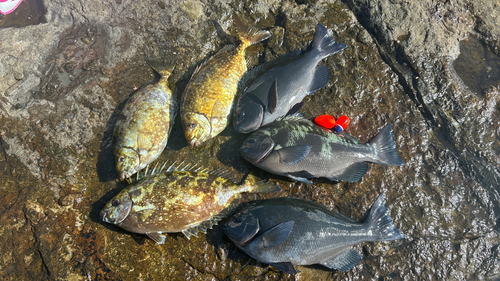 クチブトグレの釣果