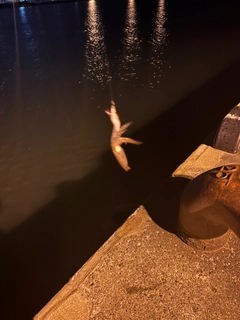 ヒイカの釣果