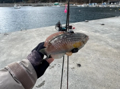 ホシササノハベラの釣果