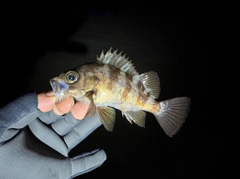 メバルの釣果