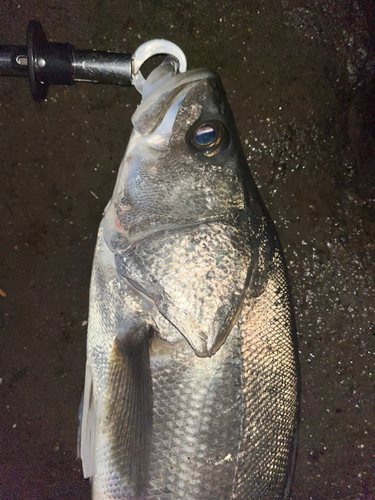 スズキの釣果