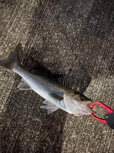 コノシロの釣果