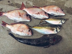 釣果