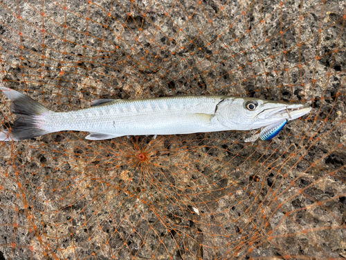 オニカマスの釣果