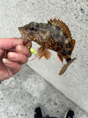 カサゴの釣果