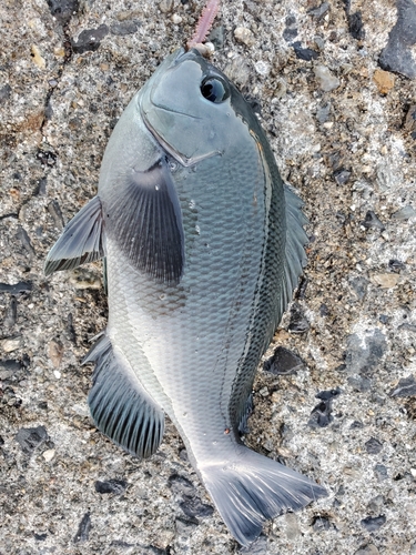 メジナの釣果