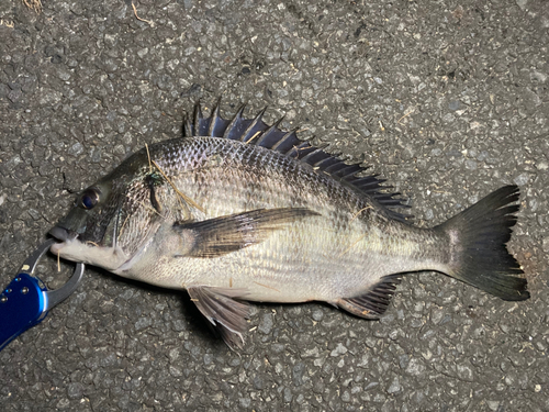 クロダイの釣果