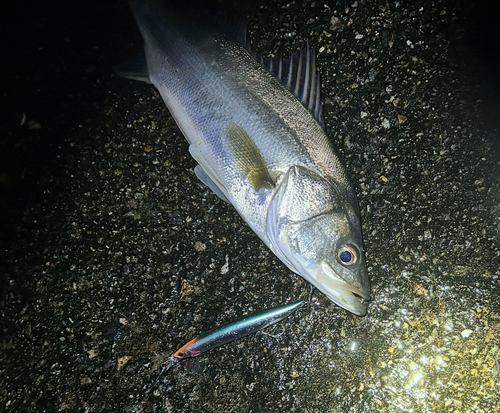 フッコ（マルスズキ）の釣果